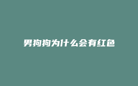 男狗狗为什么会有红色的