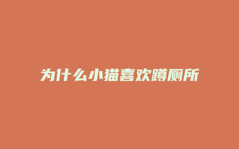 为什么小猫喜欢蹲厕所