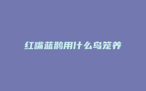 红嘴蓝鹊用什么鸟笼养