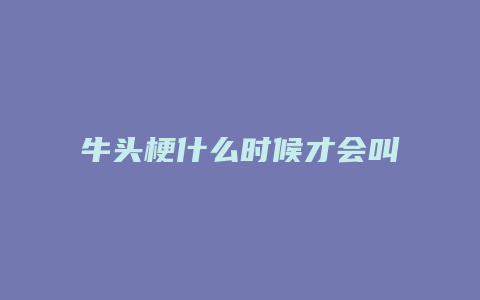 牛头梗什么时候才会叫