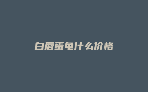 白唇蛋龟什么价格