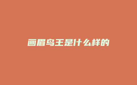 画眉鸟王是什么样的