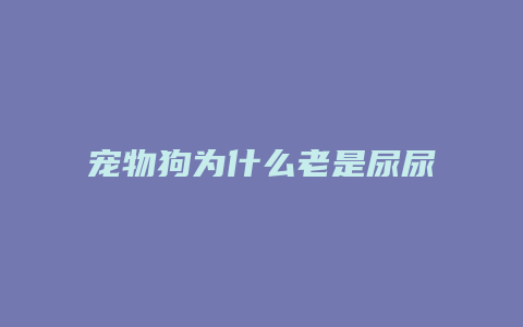 宠物狗为什么老是尿尿