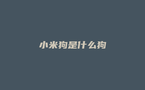 小米狗是什么狗