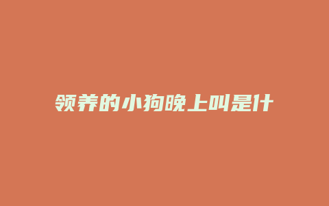 领养的小狗晚上叫是什么意思