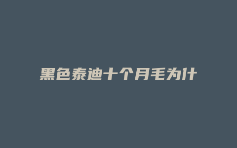 黑色泰迪十个月毛为什么是大波浪