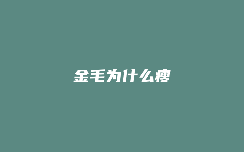 金毛为什么瘦