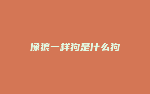 像狼一样狗是什么狗