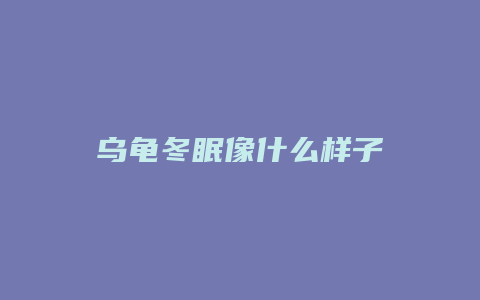 乌龟冬眠像什么样子