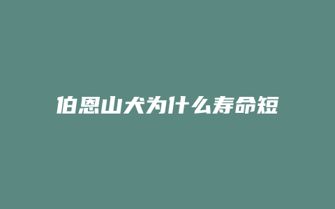 伯恩山犬为什么寿命短