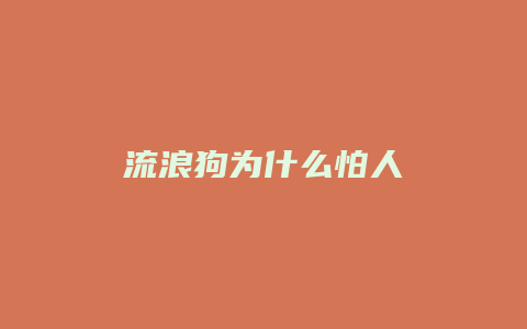 流浪狗为什么怕人