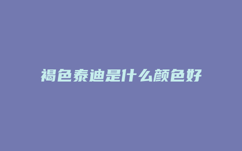 褐色泰迪是什么颜色好看