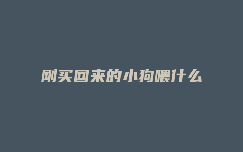 刚买回来的小狗喂什么东西