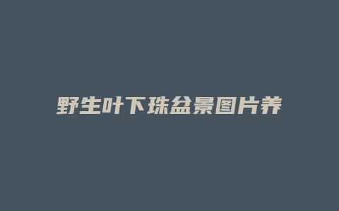 野生叶下珠盆景图片养植方法