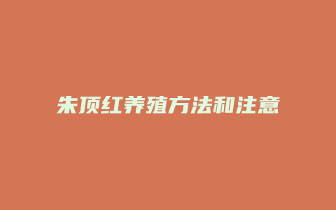 朱顶红养殖方法和注意事项