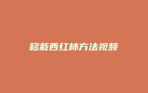 移栽西红柿方法视频